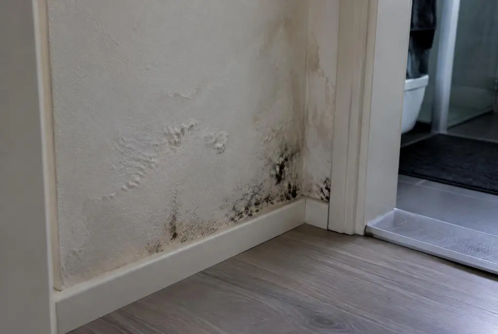 Lekdetectie Cothen – vochtplek met schimmel op een muur